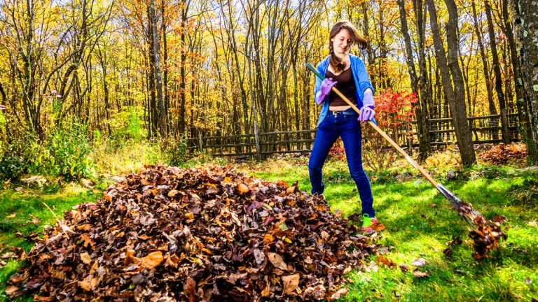 Girl taking leaves on a lawn