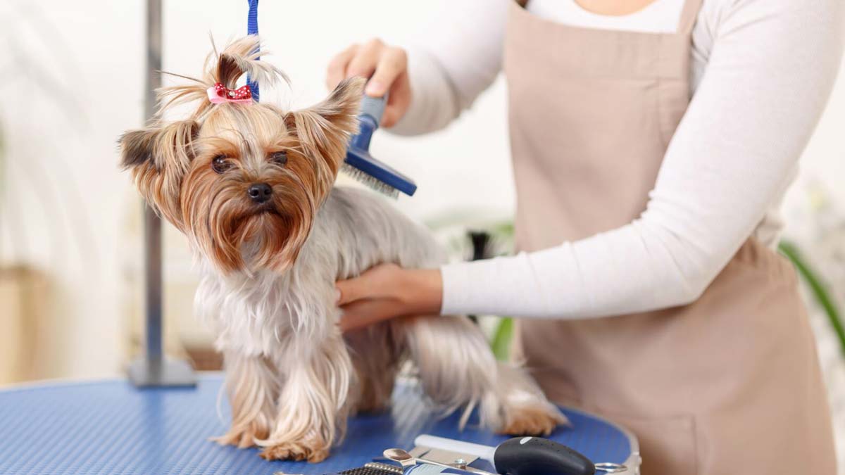 Dog grooming Business Ideas Rising Innovator